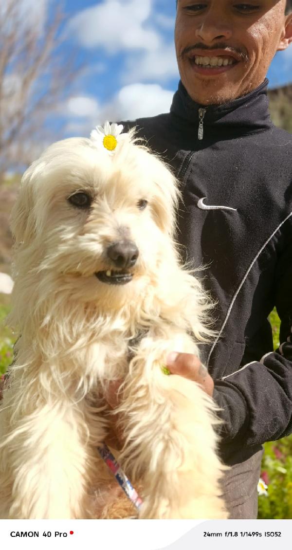 Diego, un adorabile maltese Foto 2